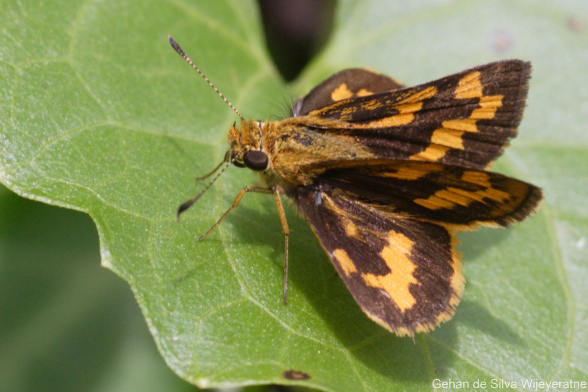 Potanthus confucius C. & R. Felder, 1862